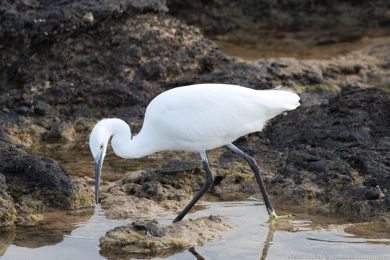 Volavka stíbitá (Egretta garzetta)
