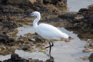 Volavka stíbitá (Egretta garzetta)