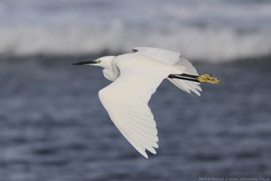 Volavka st�&iacute;b�it&aacute; (Egretta garzetta)