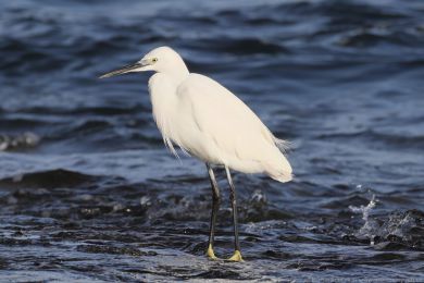 Volavka st�&iacute;b�it&aacute; (Egretta garzetta)