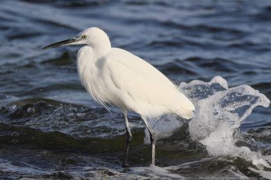 Volavka st�&iacute;b�it&aacute; (Egretta garzetta)