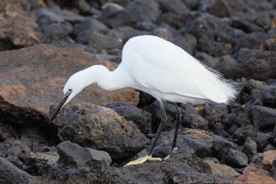 Volavka st�&iacute;b�it&aacute; (Egretta garzetta)
