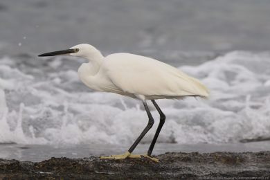 Volavka st�&iacute;b�it&aacute; (Egretta garzetta)