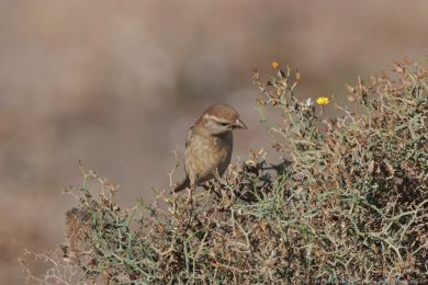 Vrabec pokøovní (Passer hispaniolensis) Vrabec pokøovní (Passer hispaniolensis)