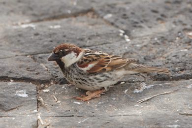 Vrabec pokøovní (Passer hispaniolensis) Vrabec pokøovní (Passer hispaniolensis)