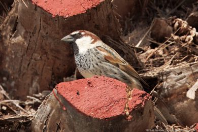 Vrabec pokøovní (Passer hispaniolensis) Vrabec pokøovní (Passer hispaniolensis)