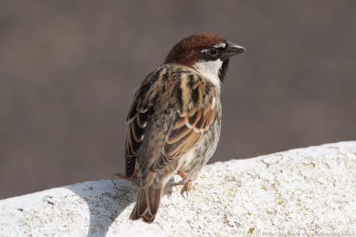 Vrabec pokøovní (Passer hispaniolensis) Vrabec pokøovní (Passer hispaniolensis)