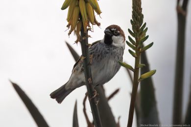 Vrabec pokøovní (Passer hispaniolensis) Vrabec pokøovní (Passer hispaniolensis)