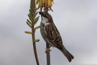 Vrabec pokøovní (Passer hispaniolensis) Vrabec pokøovní (Passer hispaniolensis)