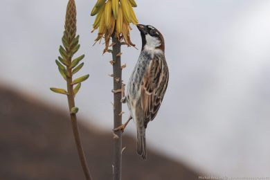 Vrabec pokøovní (Passer hispaniolensis) Vrabec pokøovní (Passer hispaniolensis)