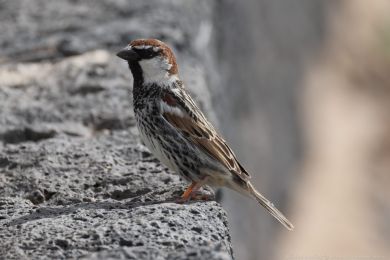 Vrabec pok�ovn&iacute; (Passer hispaniolensis)