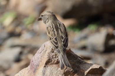 Vrabec pok�ovn&iacute; (Passer hispaniolensis)