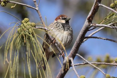 Vrabec pok�ovn&iacute; (Passer hispaniolensis)