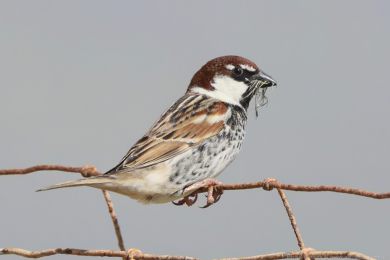 Vrabec pok�ovn&iacute; (Passer hispaniolensis)