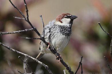 Vrabec pok�ovn&iacute; (Passer hispaniolensis)