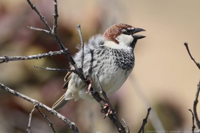 Vrabec pok�ovn&iacute; (Passer hispaniolensis)