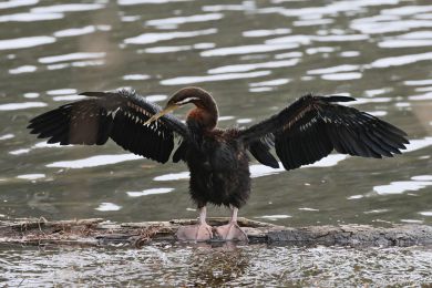 Anhinga australská (Anhinga novaehollandiae)