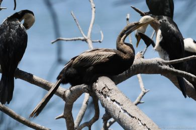 Anhinga australská (Anhinga novaehollandiae)