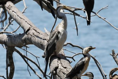 Anhinga australská (Anhinga novaehollandiae)