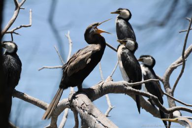Anhinga australská (Anhinga novaehollandiae)