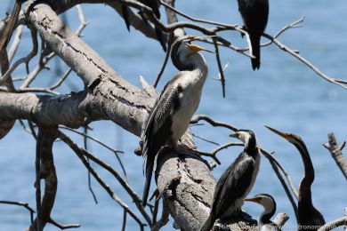 Anhinga australská (Anhinga novaehollandiae)