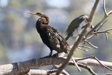 Anhinga australská (Anhinga novaehollandiae)