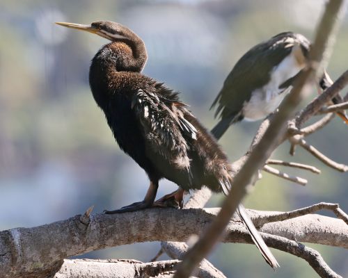 Anhinga australská (Anhinga novaehollandiae)