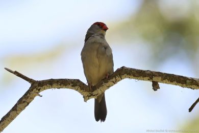 Astrild rudobrvý (Aegintha temporalis)