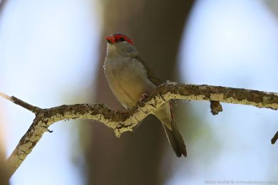 Astrild rudobrvý (Aegintha temporalis)
