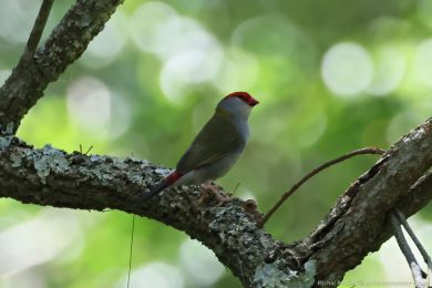 Astrild rudobrvý (Aegintha temporalis)