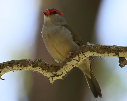 Astrild rudobrvý (Aegintha temporalis)