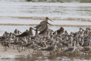 Behouš ernoocasý (Limosa limosa)