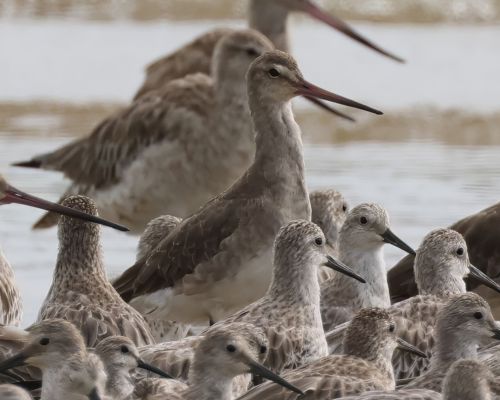 Behouš ernoocasý  (Limosa limosa)