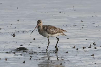 Behouš rudý (Limosa lapponica)
