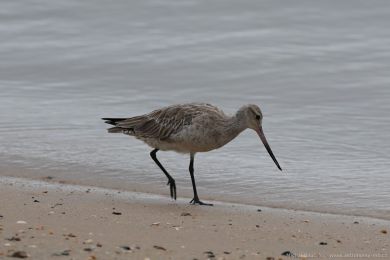 Behouš rudý (Limosa lapponica)