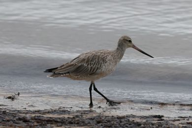 Behouš rudý (Limosa lapponica)