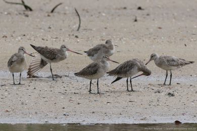 Behouš rudý (Limosa lapponica)