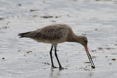 Behouš rudý (Limosa lapponica)