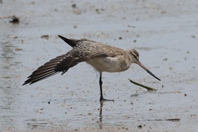 Behouš rudý (Limosa lapponica)