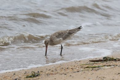 Behouš rudý (Limosa lapponica)