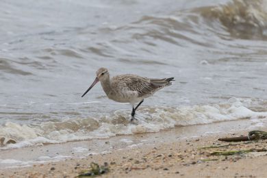 Behouš rudý (Limosa lapponica)