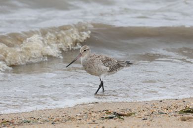 Behouš rudý (Limosa lapponica)