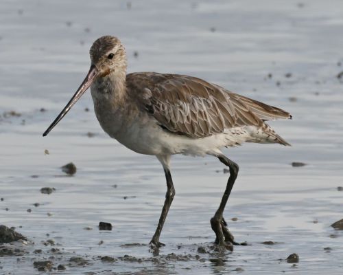 Behouš rudý (Limosa lapponica)