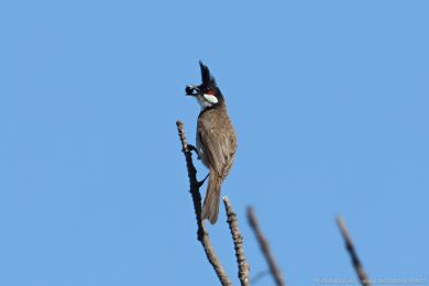 Bulbul ervenouchý (Pycnonotus jocosus)