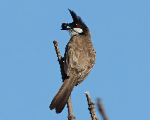 Bulbul ervenouchý (Pycnonotus jocosus)