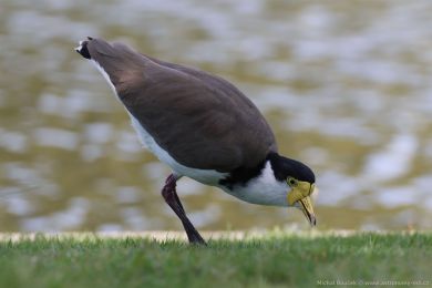Čejka australská (Vanellus miles) Čejka australská (Vanellus miles)