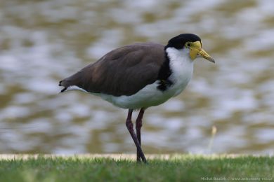 Čejka australská (Vanellus miles) Čejka australská (Vanellus miles)