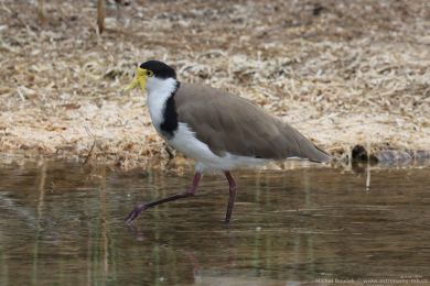 Čejka australská (Vanellus miles) Čejka australská (Vanellus miles)