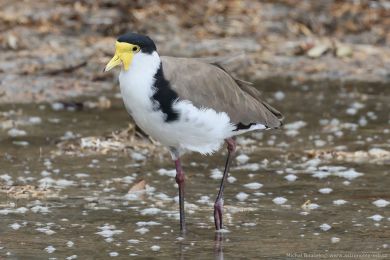 Čejka australská (Vanellus miles) Čejka australská (Vanellus miles)