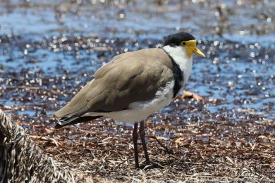 Čejka australská (Vanellus miles) Čejka australská (Vanellus miles)
